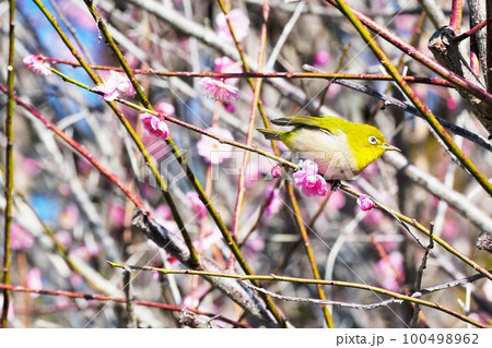 梅林のピンクの梅の花の枝にとまるふわふわのウグイス色の小鳥、メジロ 100498962