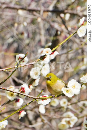 満開の白い梅の花の枝にとまるメジロという名前の鳥、縦 100498970