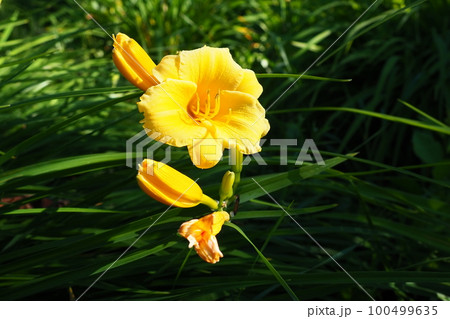 Daylily, or beautiful lemon-yellow, is a beautifully flowering perennial herbaceous plant. Long thin green leaves. Flowering as a hobby. Hemerocallis lilioasphodelus yellow variety. 100499635
