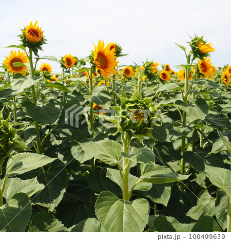 The Helianthus sunflower is a genus of plants in the Asteraceae family. Annual sunflower and tuberous sunflower. Agricultural field. Blooming bud with yellow petals. Furry leaves. Serbia agriculture 100499639