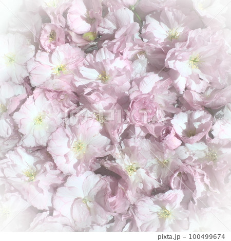 Pink flowers cherry sakura background. Flower wall. Soft selective focus. Holiday postcard. Pink petals and yellow stamens. Beautiful background. White vignette. Blurry art. Spring cherry blossom 100499674