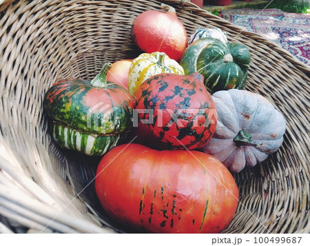 A gray pumpkin and several orange pumpkins in a wicker basket. Botanical variety of pumpkins. Vegetable harvest zucchini and squash. Halloween symbol. Allhalloween, All Hallows Eve, or All Saints Eve. 100499687