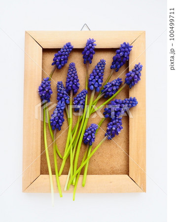Blue spring flowers on a white background. Muscari armeniacum. Bright postcard, congratulations. Copy space still life flat lay. Armenian grape hyacinth. Photo frame made of cardboard and wood 100499711