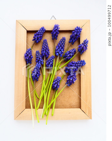 Blue spring flowers on a white background. Muscari armeniacum. Bright postcard, congratulations. Copy space still life flat lay. Armenian grape hyacinth. Photo frame made of cardboard and wood 100499712
