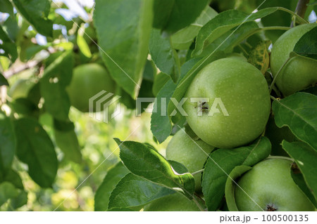 Green apples on the tree in the orchard ready for harvest. Green apples on the tree in the orchard ready for harvest. 100500135