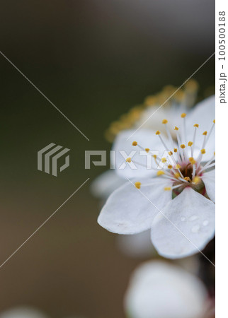 Blooming cherry flower close-up. Pistils and stamens. Selective focus. Blooming cherry flower close-up. Pistils and stamens. Selective focus. 100500188