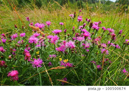 Meadow cornflower Centaurea jacea is a field weed plant, a species of the genus Cornflower of the family Asteraceae, or Compositae. Grows in meadows and forest edges. Violet elegant flower. Karelia Meadow cornflower Centaurea jacea is a field weed plant, a species of the genus Cornflower of the family Asteraceae, or Compositae. Grows in meadows and forest edges. Violet elegant flower. Karelia 100500674