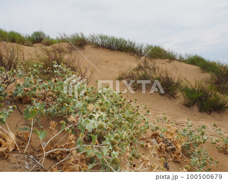 Bluehead or Eringium Eryngium, is a genus of herbaceous plants in the Umbelliferae family. Sandy places, thickets of bushes and steppes. Dunes of the Black Sea, Anapa, Vityazevo. Sandy beach and dunes 100500679