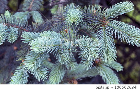 Fluffy branches of blue firs on a summer day. Macro. 100502634