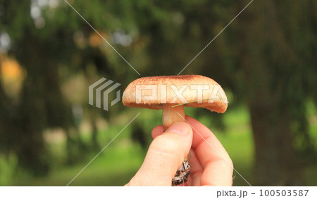 Autumn mushroom in hand against the background of green-red foliage of the Russian forest Autumn mushroom in hand against the background of green-red foliage of the Russian forest 100503587