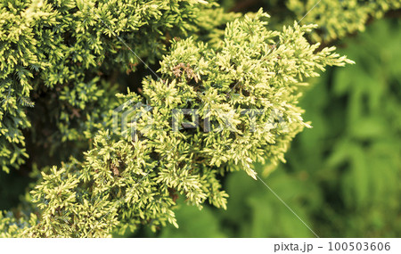 Evergreen conifers, a species of the genus Juniper of the Cypress family. 100503606