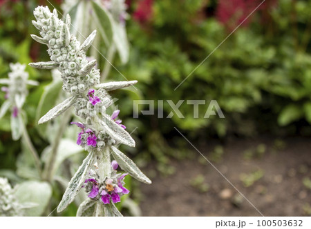 Byzantine stachis Ears of lambs in a city park. Byzantine stachis Ears of lambs in a city park. 100503632
