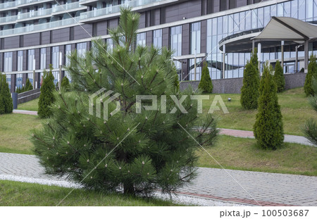 Lonely European Cedar Pine in European City 100503687