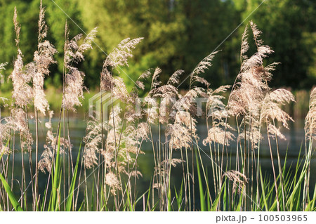 Dry yellow reed on a background of green grass on a summer day 100503965