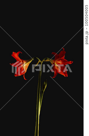 Gorgeous, exotic red amaryllis flower on a black background. Vertical photography 100504005
