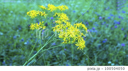 Yellow blooming Ragwort or Jacobaea vulgaris in sunny weather Yellow blooming Ragwort or Jacobaea vulgaris in sunny weather 100504050