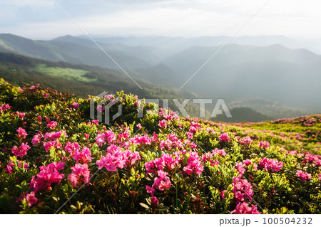 Magic pink rhododendron flowers covered summer mountain 100504232