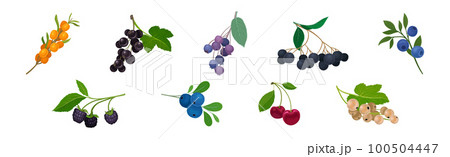 Ripe and Juicy Garden Berry Twig and Branches with Hanging Fruit Vector Set Ripe and Juicy Garden Berry Twig and Branches with Hanging Fruit Vector Set 100504447