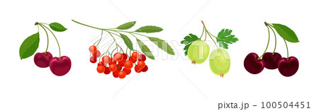 Ripe and Juicy Garden Berry Twig and Branches with Hanging Fruit Vector Set 100504451