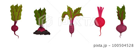 Beetroot or Red Beet with Top Leaves Vector Set 100504528