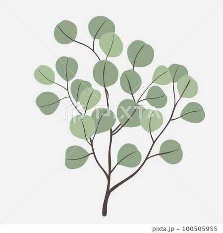 Freehand drawing of Eucalyptus branch. 100505955