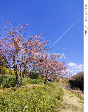 2023房総の春、満開の菜の花。 100507110