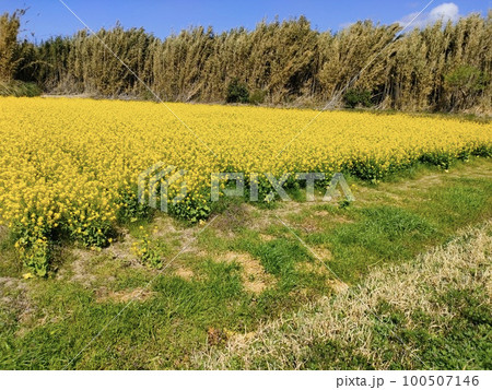 2023房総の春、満開の菜の花。 100507146