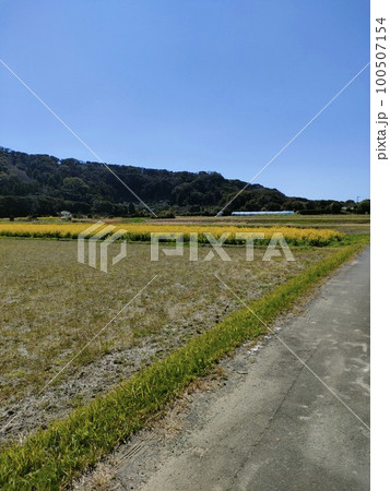 2023房総の春、満開の菜の花。 2023房総の春、満開の菜の花。 100507154