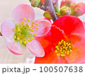 ボケの花 100507638