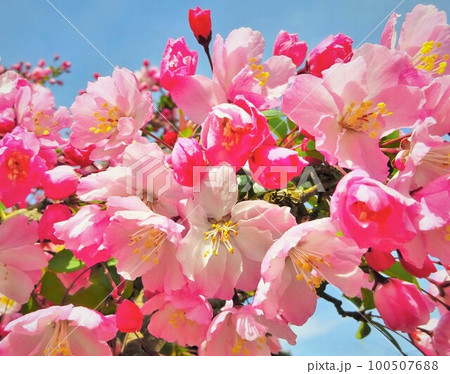 花かいどう 花かいどう 100507688