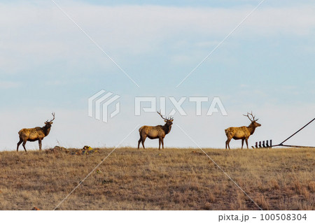 Close up shot of many elks in Wichita Mountains Wildlife Refuge Close up shot of many elks in Wichita Mountains Wildlife Refuge 100508304