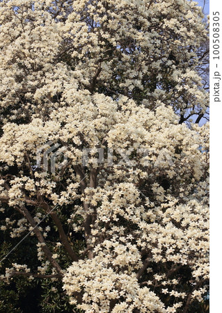 白木蓮 ハクモクレンの花 満開のハクモクレン 白木蓮 ハクモクレンの花 満開のハクモクレン 100508305