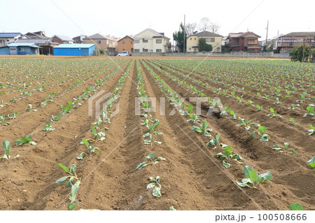 春の畑　苗の植えられた畑　都市農業 100508666