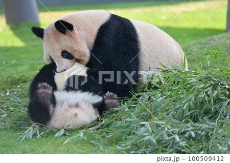 娘と遊ぶ良浜ママ 100509412