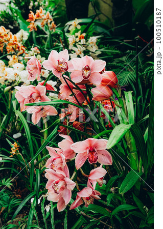Beautiful orchid flowers in botanical garden Beautiful orchid flowers in botanical garden 100510187