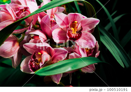 Beautiful orchid flowers in botanical garden Beautiful orchid flowers in botanical garden 100510191