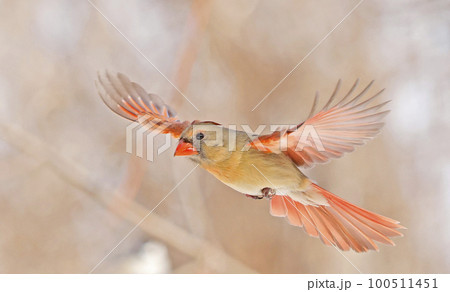 Northern Cardinal female flying with snowy trees on the background, Quebec, Canada 100511451