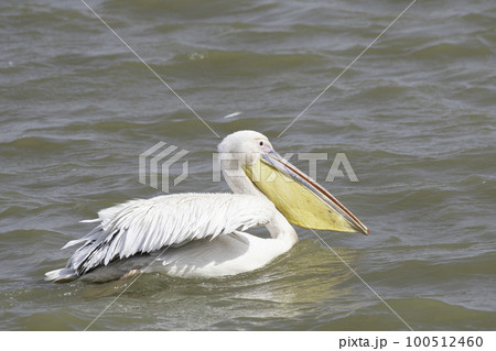 泳ぐモモイロペリカン 100512460