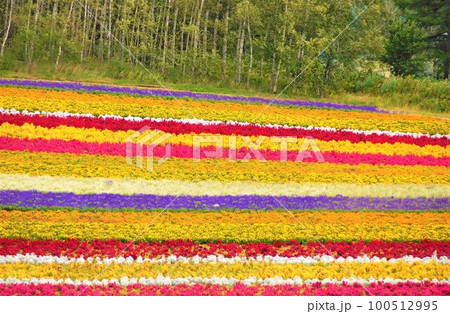 美瑛の風景　四季彩の丘（お花のパッチワーク） 100512995