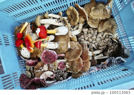 初秋の天然キノコ 100513065