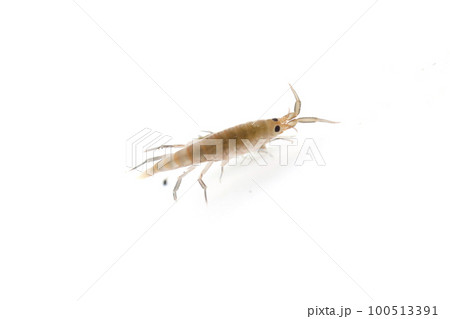 ヒメハマトビムシの仲間 100513391
