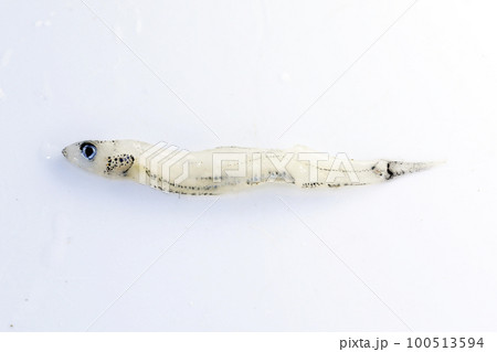 アユの稚魚　仔魚　漂着物 100513594
