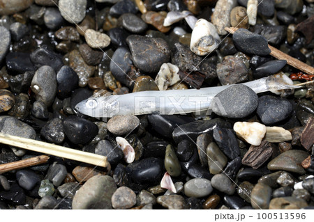 アユの稚魚 仔魚 漂着物 アユの稚魚 仔魚 漂着物 100513596