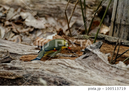 特定外来種 ソウシチョウ 特定外来種 ソウシチョウ 100513719