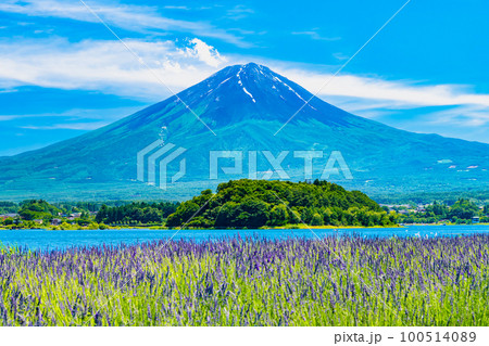 富士山とラベンダー ~河口湖大石公園~ 富士山とラベンダー ~河口湖大石公園~ 100514089