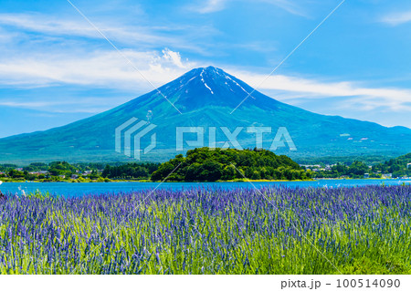 富士山とラベンダー ~河口湖大石公園~ 富士山とラベンダー ~河口湖大石公園~ 100514090