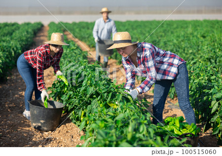 Women gardeners harvesting pepper on plantation 100515060