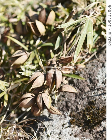 桐の種子 100515066