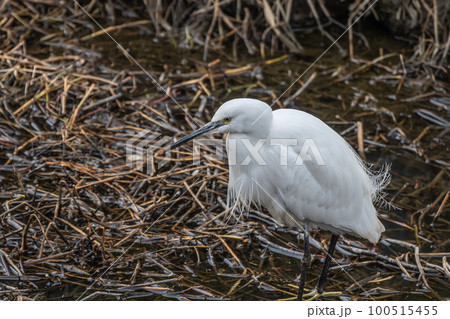 用水路の中に立つシラサギ（コサギ） 100515455
