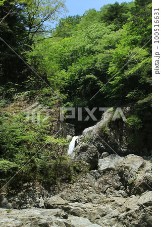 みたらい渓谷　新緑 100516631